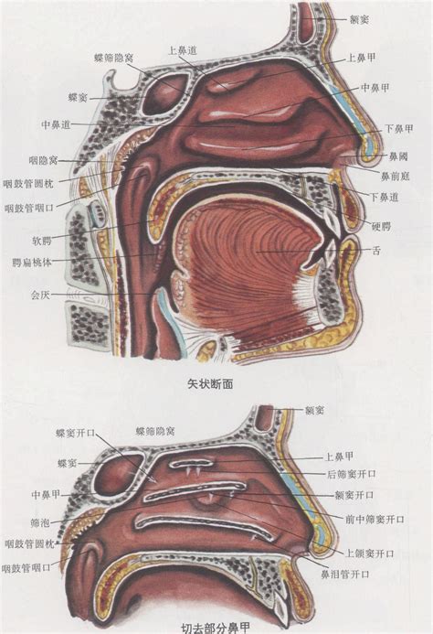 鼻子嘴巴中間|鼻子和嘴巴连接的地方叫什么